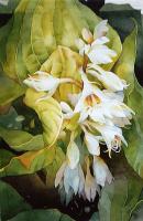 Hostas by Jean Crane