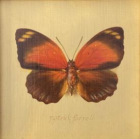 Nymphalidae (Amydon) Butterfly by Patrick Farrell