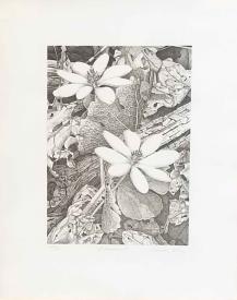 Bloodroot by Charles Komp