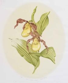 Yellow Lady's Slippers by Charles Komp