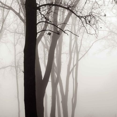 Forest Fog by Michael Knapstein