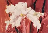 Untitled (White Iris) by Mary Theisen - Helm