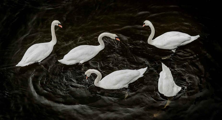 Circling Swans by Christopher Priebe