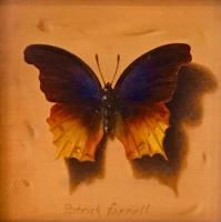 Nymphalidae Clarissa by Patrick Farrell