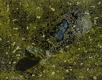 Turtle in Duckweed by Valerie Mangion